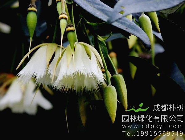 水石榕图片大全，最新水石榕图片欣赏