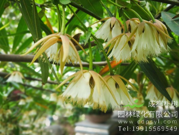 水石榕图片大全，最新水石榕图片欣赏