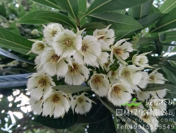 水石榕图片大全，最新水石榕图片欣赏