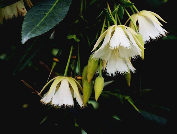 水石榕图片大全，最新水石榕图片欣赏