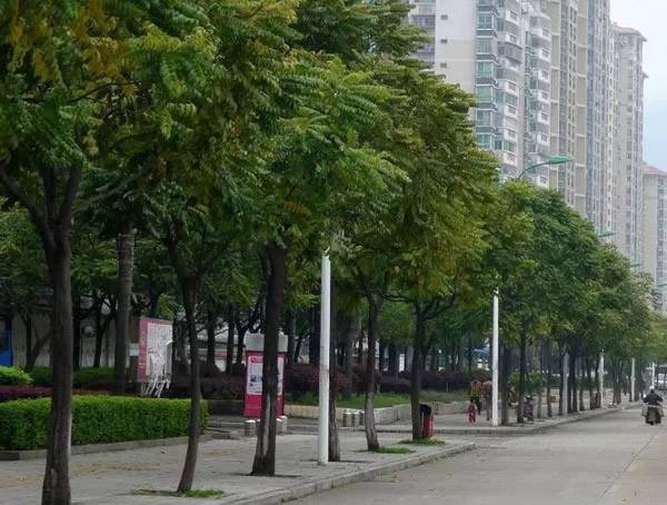 麻楝树与栾树有何区别？