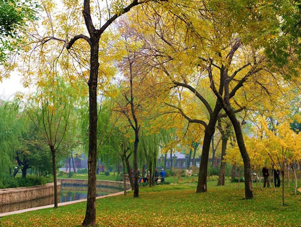 黄连木有什么价值和用途？