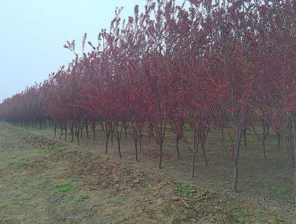 太阳李与红叶李的区别有哪些？