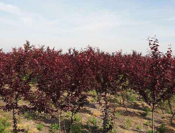 红叶李和紫叶李的区别有哪些？是同一种植物么？
