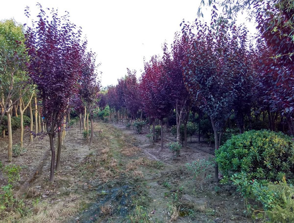 紫叶矮樱和红叶李的区别有哪些？