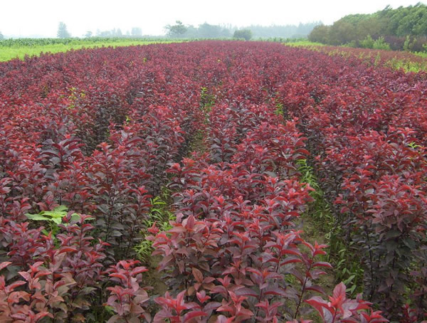 红叶李结的果成熟之后能吃吗？