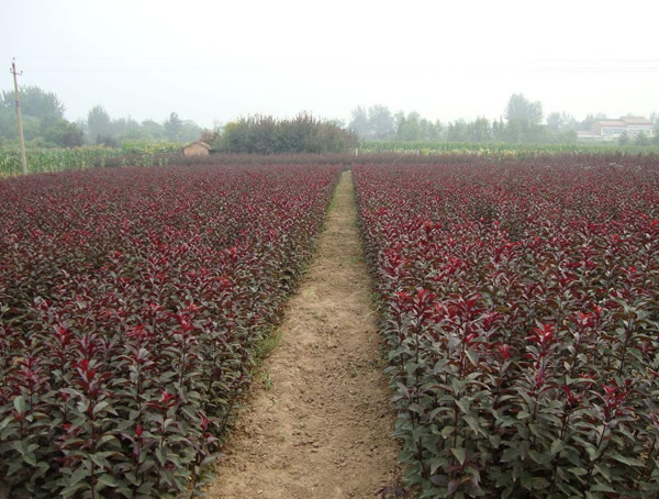 红叶李到底是乔木还是灌木？