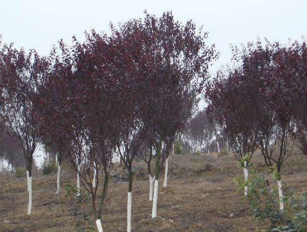 红叶李的果实成熟期是几月？