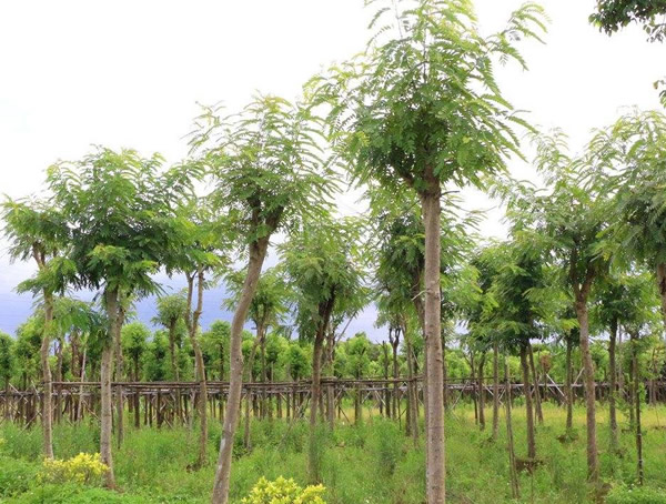 苗木中的铁刀木有哪些特点？