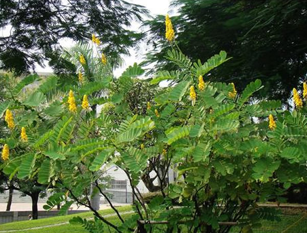 铁刀木是什么苗木？有什么作用？