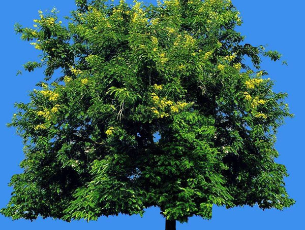 铁刀木有哪些繁殖方法？