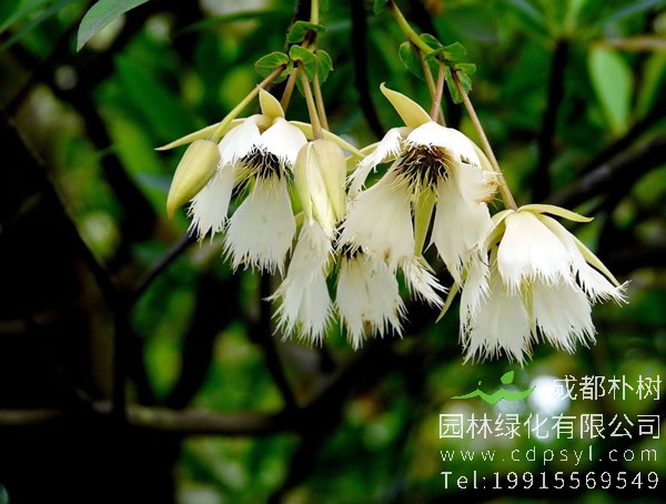 水石榕图片大全，最新水石榕图片欣赏