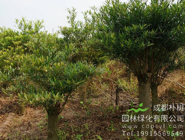 水石榕图片大全，最新水石榕图片欣赏