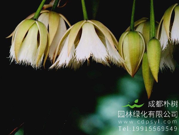 水石榕图片大全，最新水石榕图片欣赏