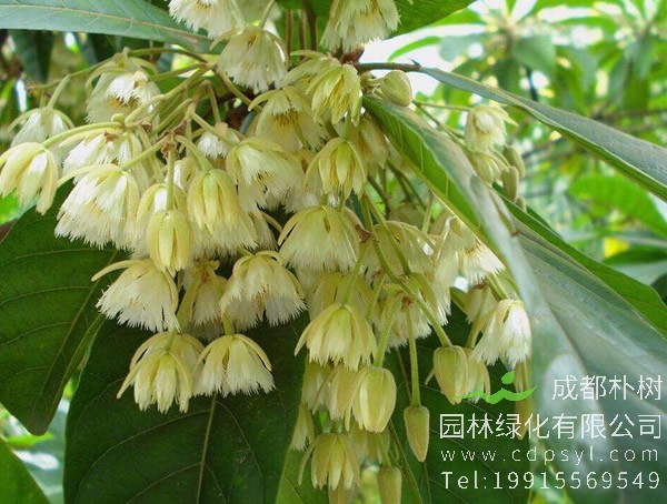 水石榕图片大全，最新水石榕图片欣赏