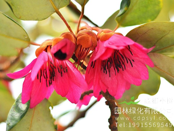 红花荷图片大全，最新红花荷图片欣赏