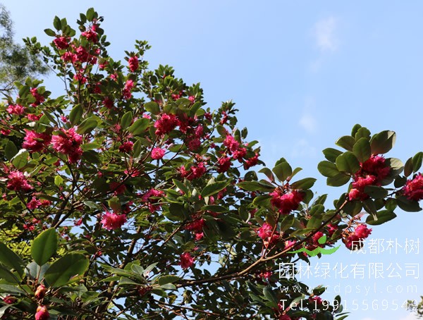 红花荷图片大全，最新红花荷图片欣赏