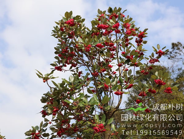 红花荷图片大全，最新红花荷图片欣赏