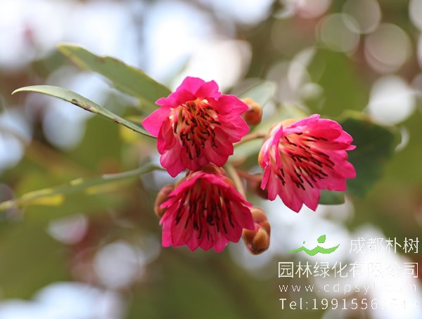 红花荷图片大全，最新红花荷图片欣赏