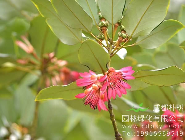 红花荷图片大全，最新红花荷图片欣赏