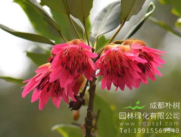 红花荷图片大全，最新红花荷图片欣赏