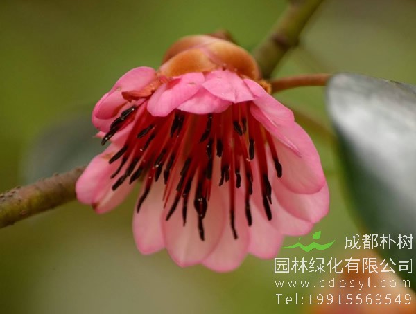 红花荷图片大全，最新红花荷图片欣赏