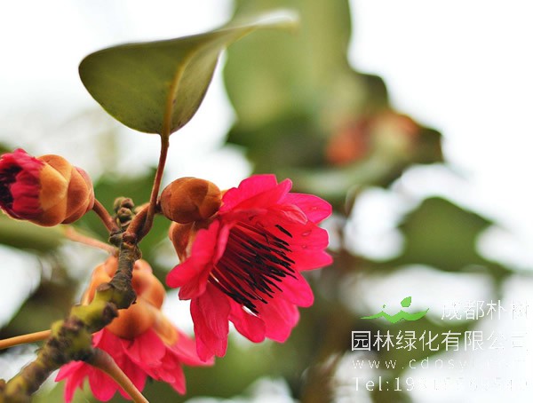 红花荷图片大全，最新红花荷图片欣赏