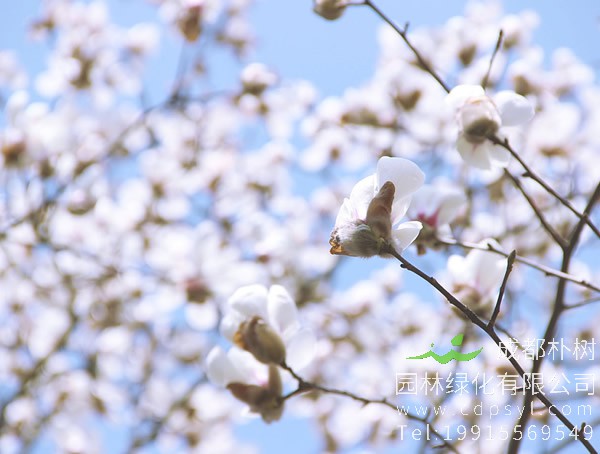 木兰树图片大全，最新木兰花图片欣赏