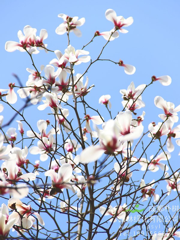 木兰树图片大全，最新木兰花图片欣赏