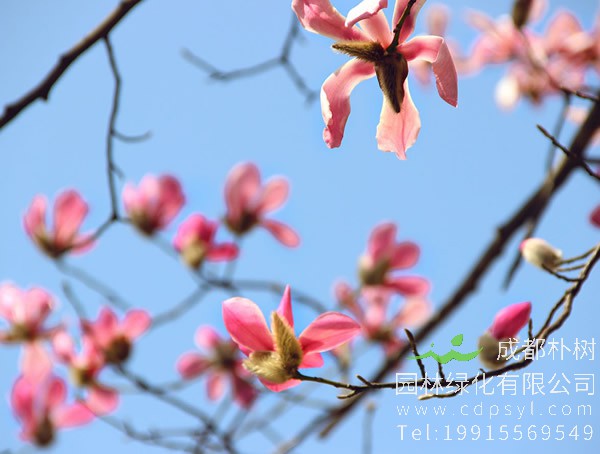 木兰树图片大全，最新木兰花图片欣赏