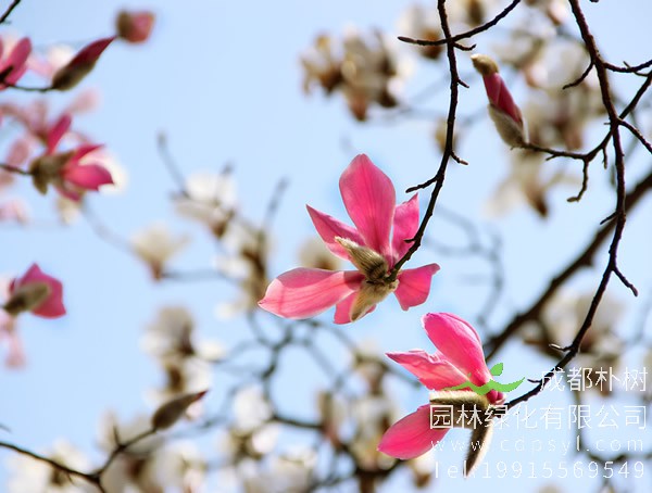 木兰树图片大全，最新木兰花图片欣赏