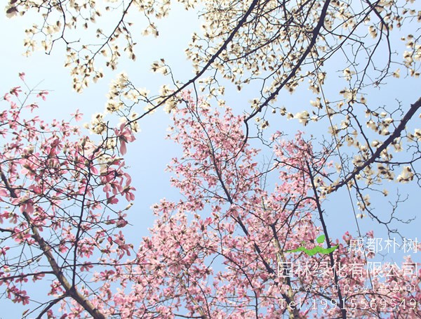 木兰树图片大全，最新木兰花图片欣赏