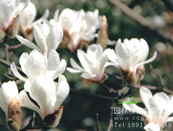 木兰树图片大全，最新木兰花图片欣赏