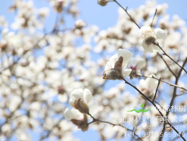 木兰树图片大全，最新木兰花图片欣赏