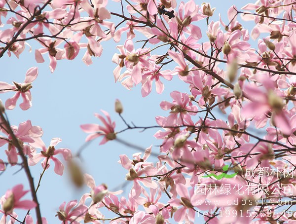 木兰树图片大全，最新木兰花图片欣赏