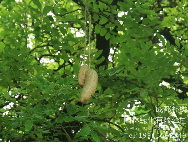 吊灯树花图片大全，最新吊瓜树图片欣赏