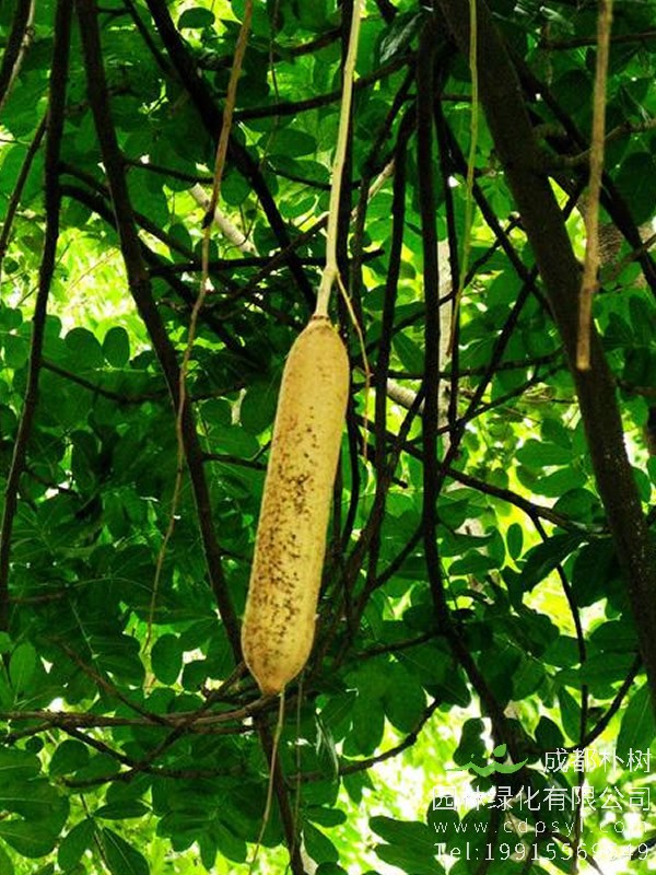 吊灯树花图片大全，最新吊瓜树图片欣赏