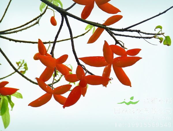 苹婆价格-图片-形态特征-生长环境-分布范围以及主要价值