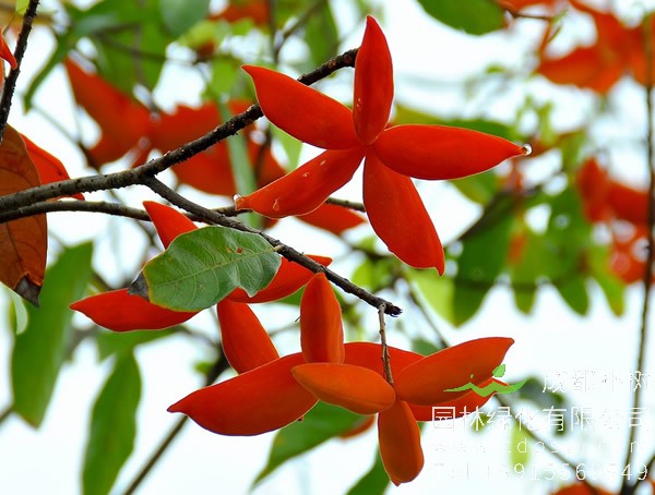 苹婆价格-图片-形态特征-生长环境-分布范围以及主要价值