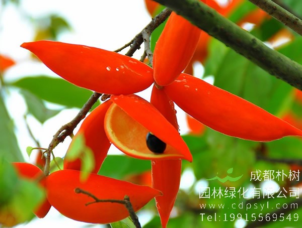 广东为何很少种植苹婆？