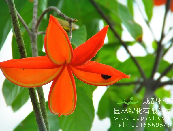 苹婆价格-图片-形态特征-生长环境-分布范围以及主要价值