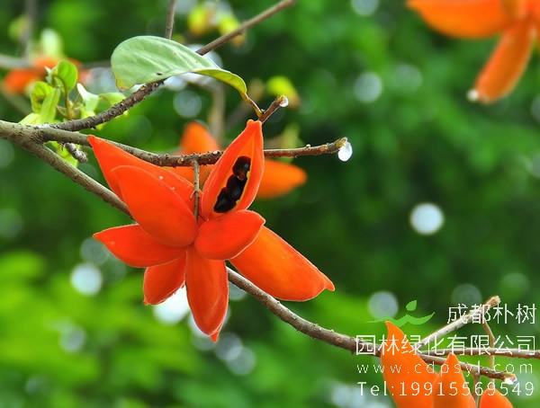 苹婆是什么植物，它的果实能吃吗？