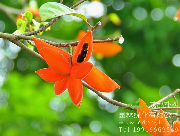 苹婆树图片大全，最新苹婆图片欣赏