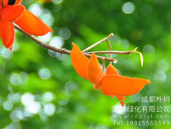 苹婆树什么时候长一次果？