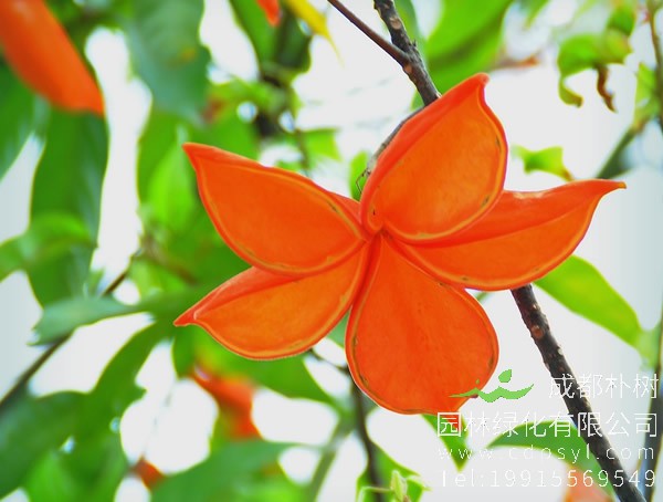 苹婆出产地在哪？哪儿有苹婆出售？