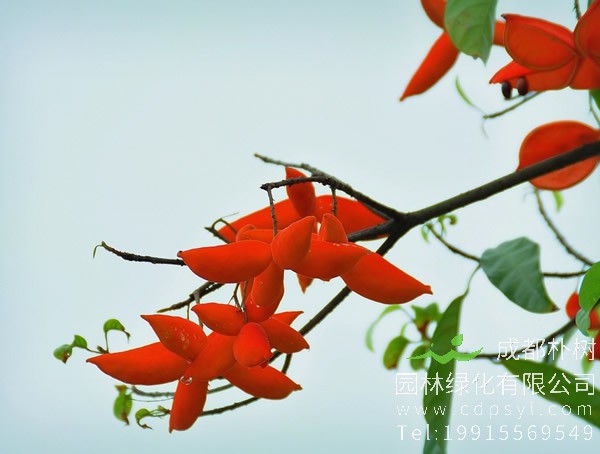 苹婆的果实如此奇特，开花时是怎样的？