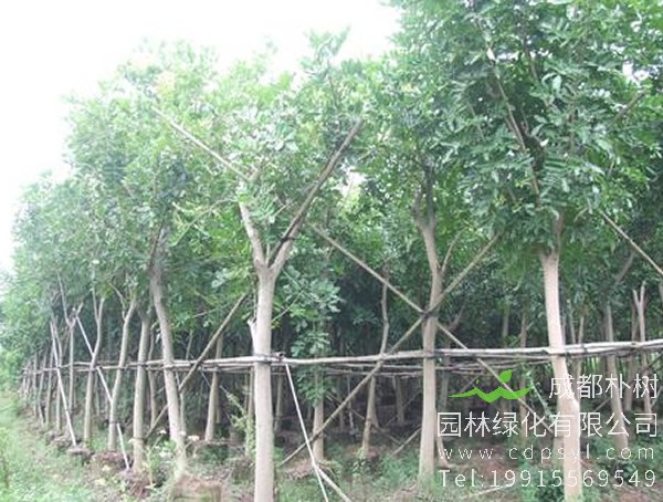 吊灯树花图片大全，最新吊瓜树图片欣赏