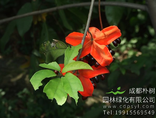 苹婆树图片大全，最新苹婆图片欣赏