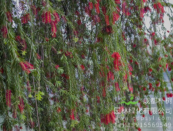 黄金串钱柳图片大全，最新串钱柳图片欣赏