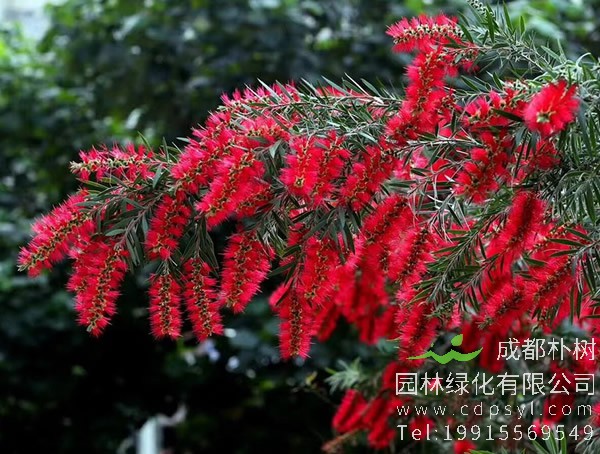 黄金串钱柳图片大全，最新串钱柳图片欣赏